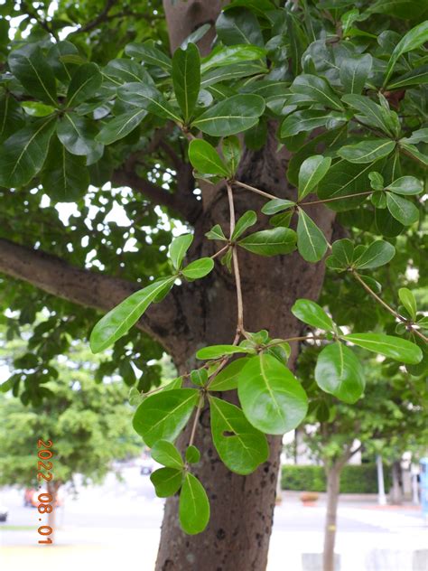 細葉欖仁|小葉欖仁樹:形態特徵,生長環境,主要價值,繁殖方法,景觀用途,栽培。